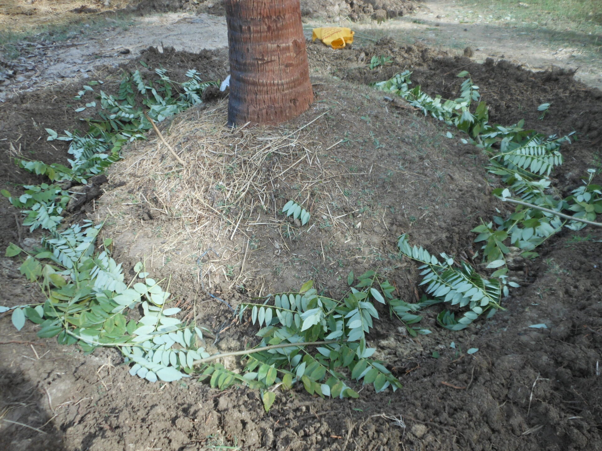 Fertilizing Shade Trees
