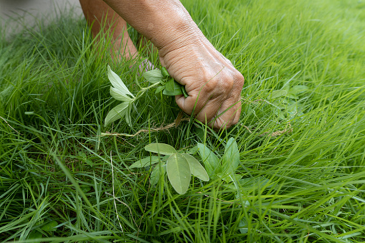 Image shows plucking weeds manually