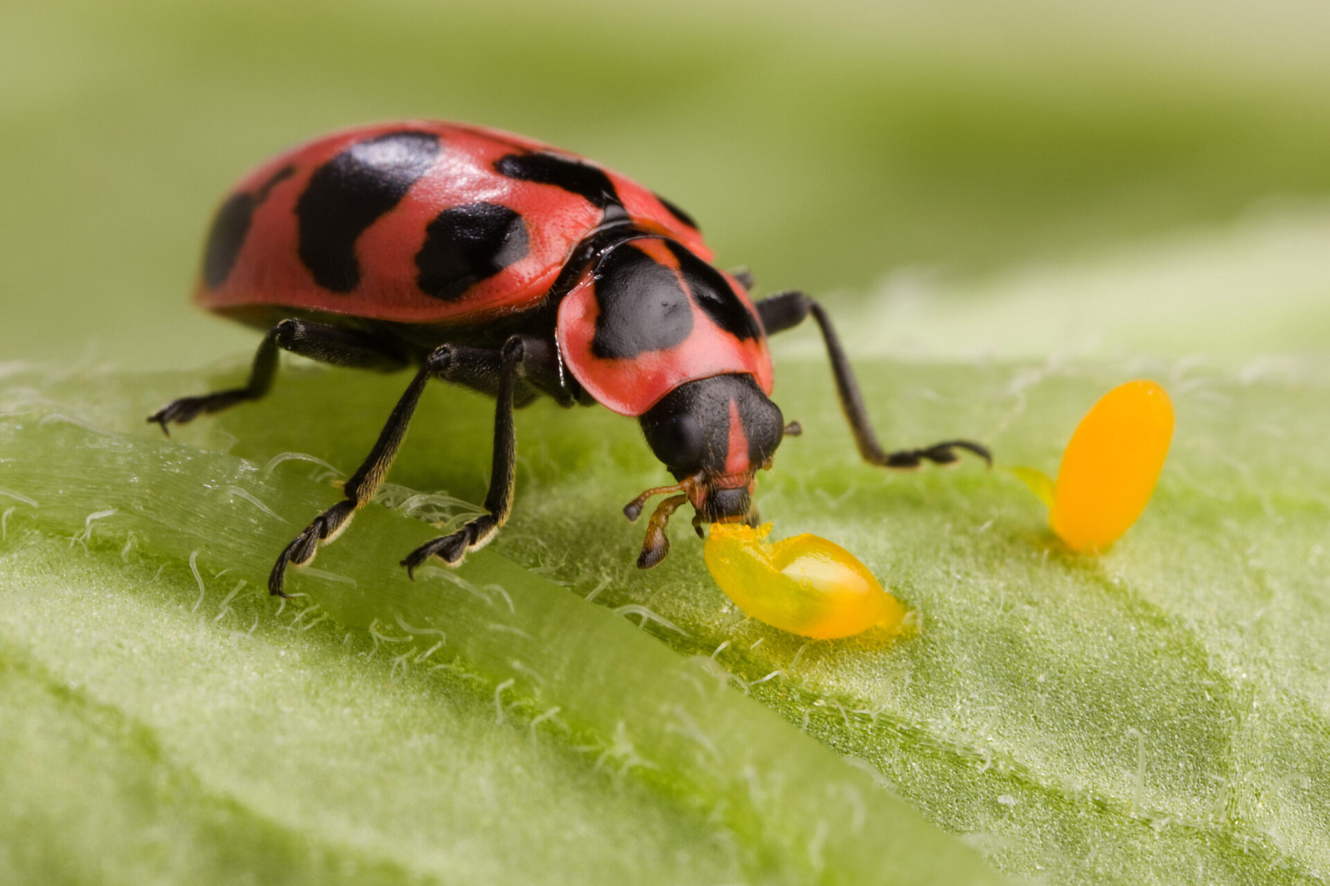 lady bird beetle eating eggs of pest