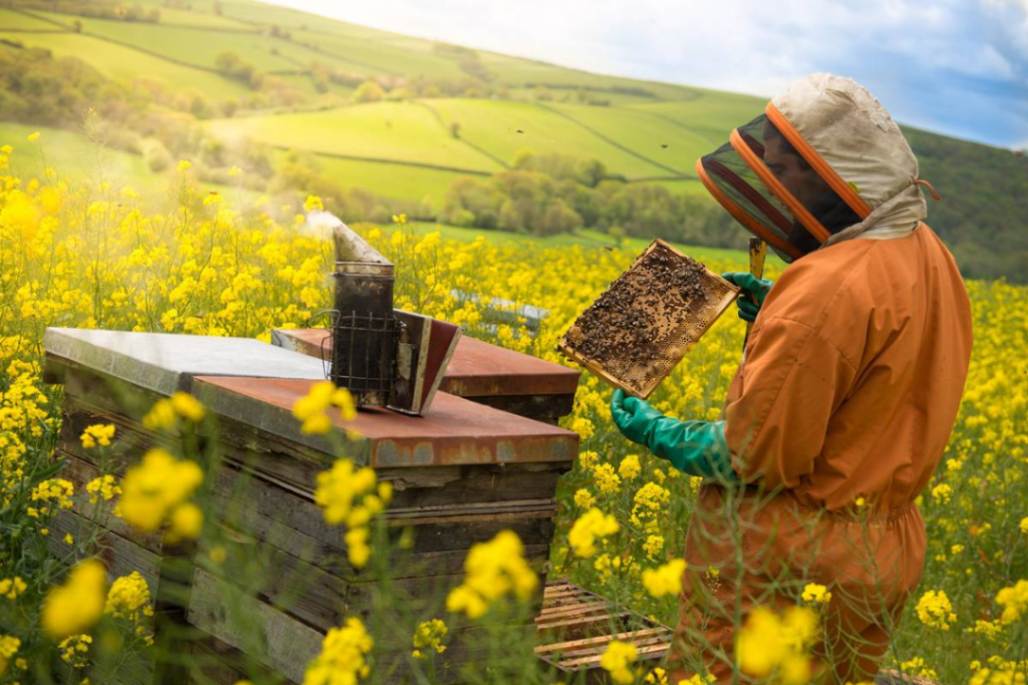 Honey Bees in Organic Farming