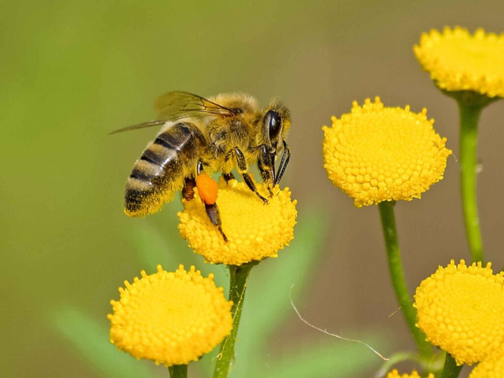 Honey Bees pollinator