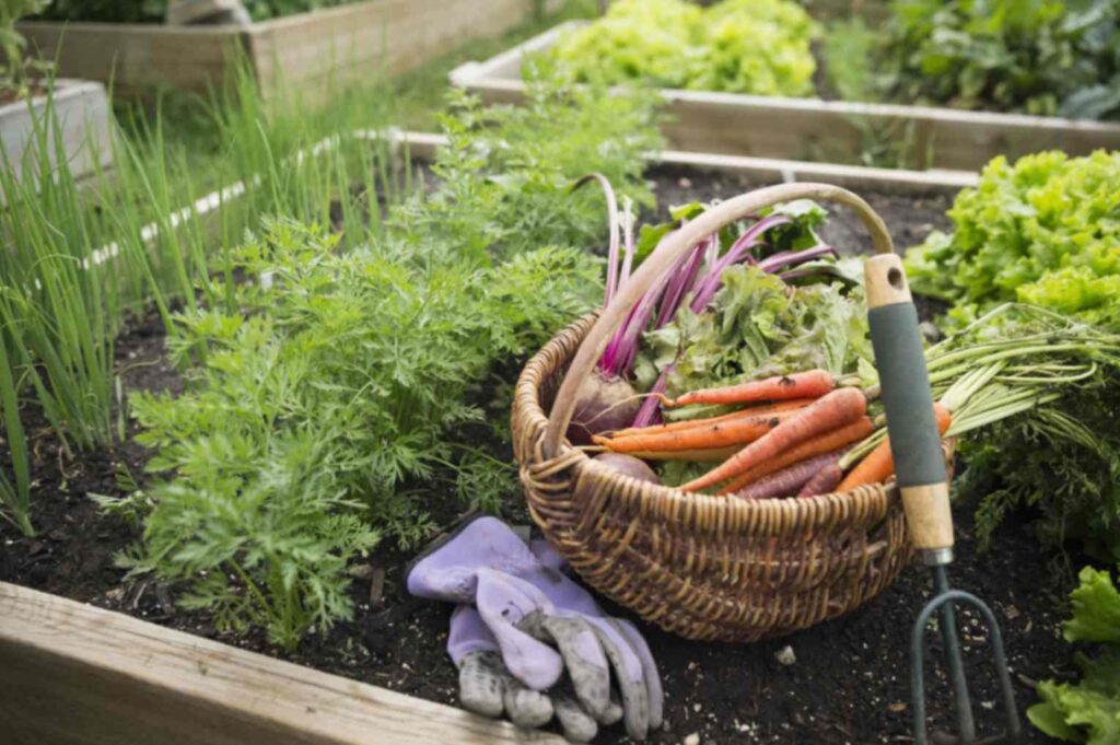 Grow food at home garden